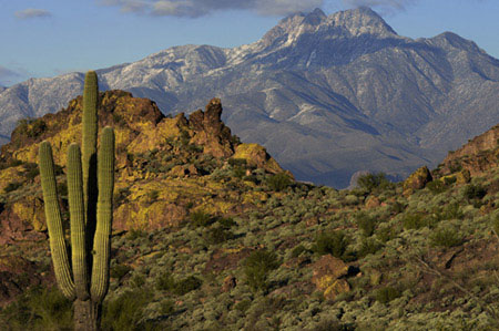Saguaro cactus and Four Peaks