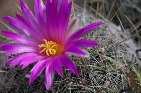 Blooming Spinystar - escobaria vivipara 